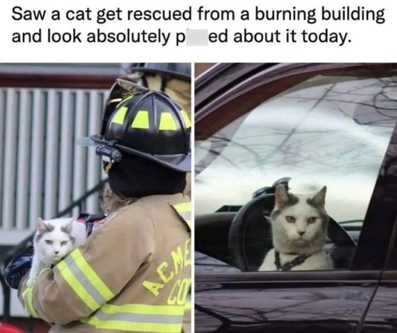 Saw a cat get rescued from a burning building and look absolutely ped about it today. ACME