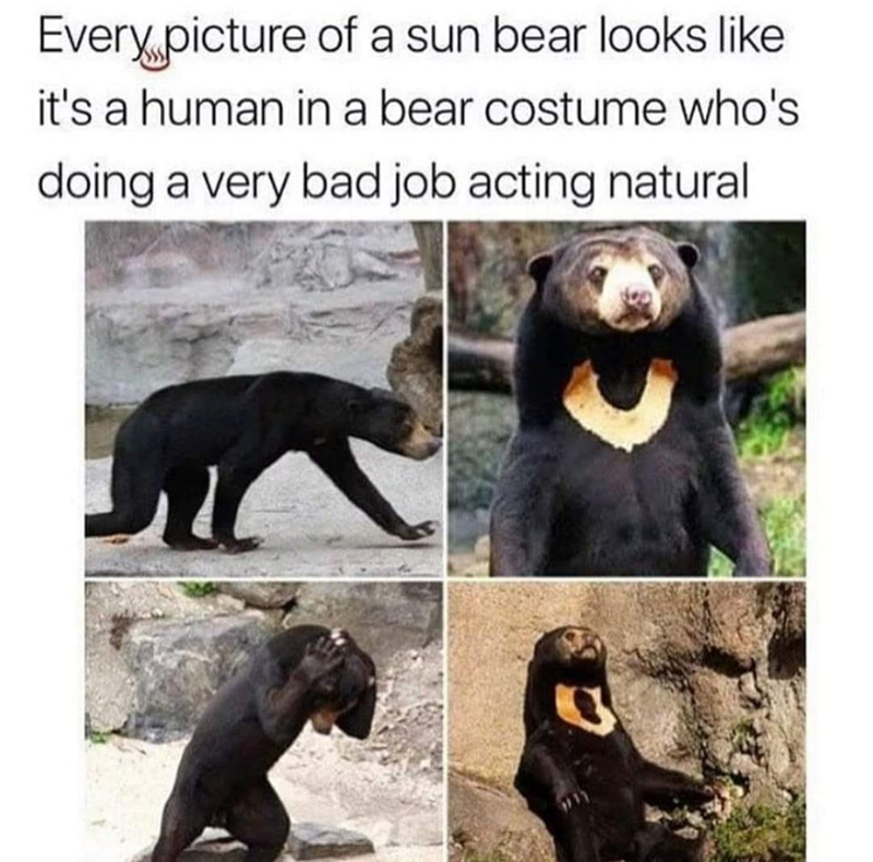 Every picture of a sun bear looks like it's a human in a bear costume who's doing a very bad job acting natural