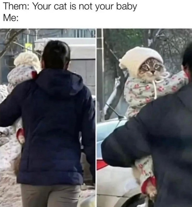 Them: Your cat is not your baby Me: