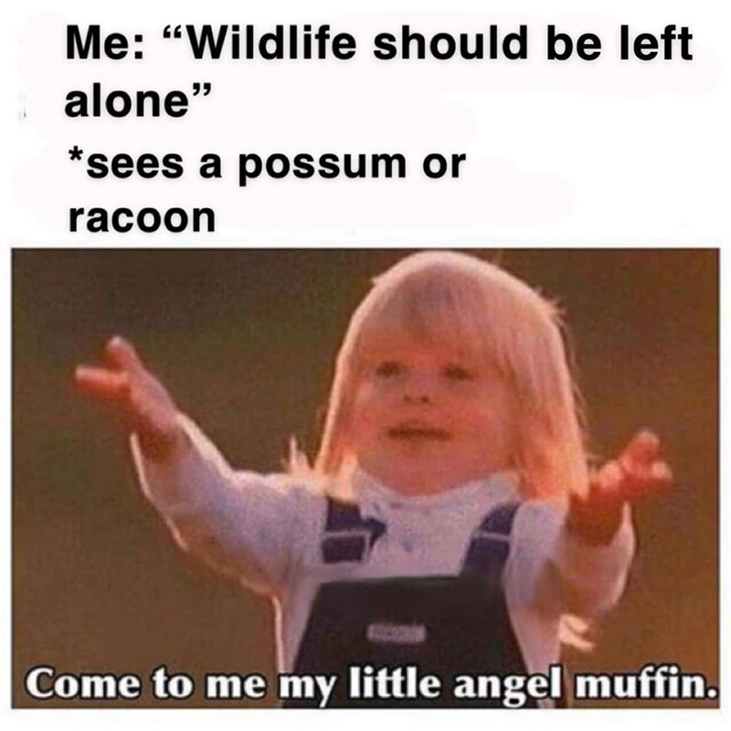 Me: "Wildlife should be left alone" *sees a possum or racoon Come to me my little angel muffin.