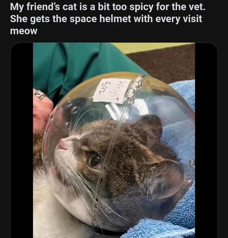 My friend's cat is a bit too spicy for the vet. She gets the space helmet with every visit meow 502 Weight
