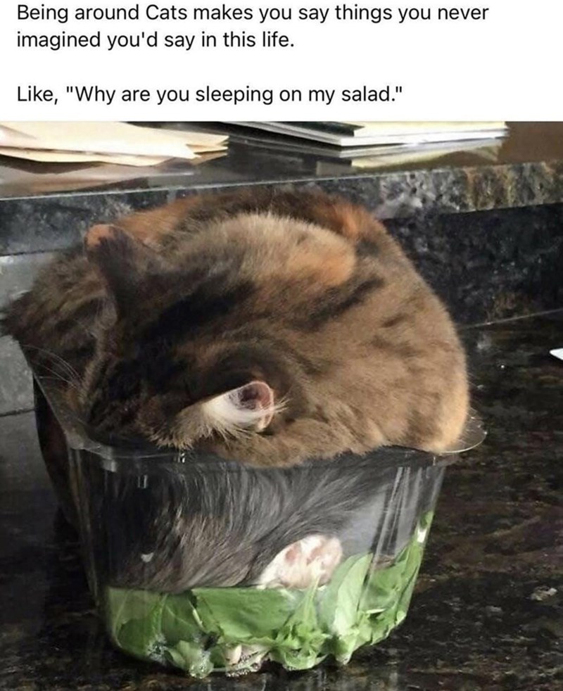 Being around Cats makes you say things you never imagined you'd say in this life. Like, "Why are you sleeping on my salad."