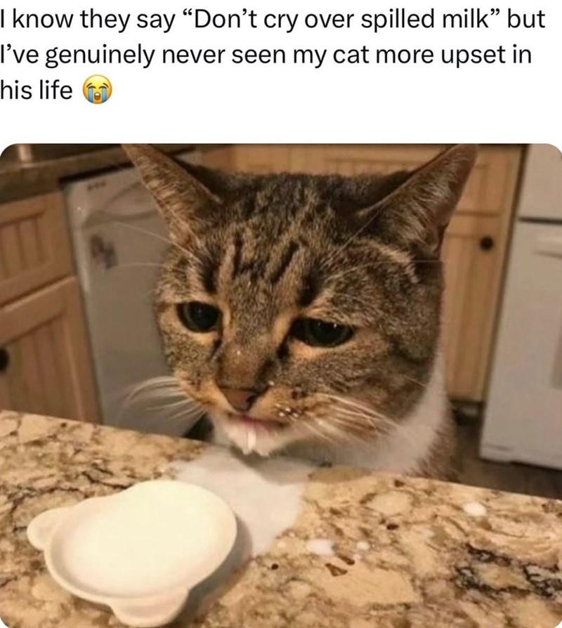 I know they say "Don't cry over spilled milk” but I've genuinely never seen my cat more upset in his life