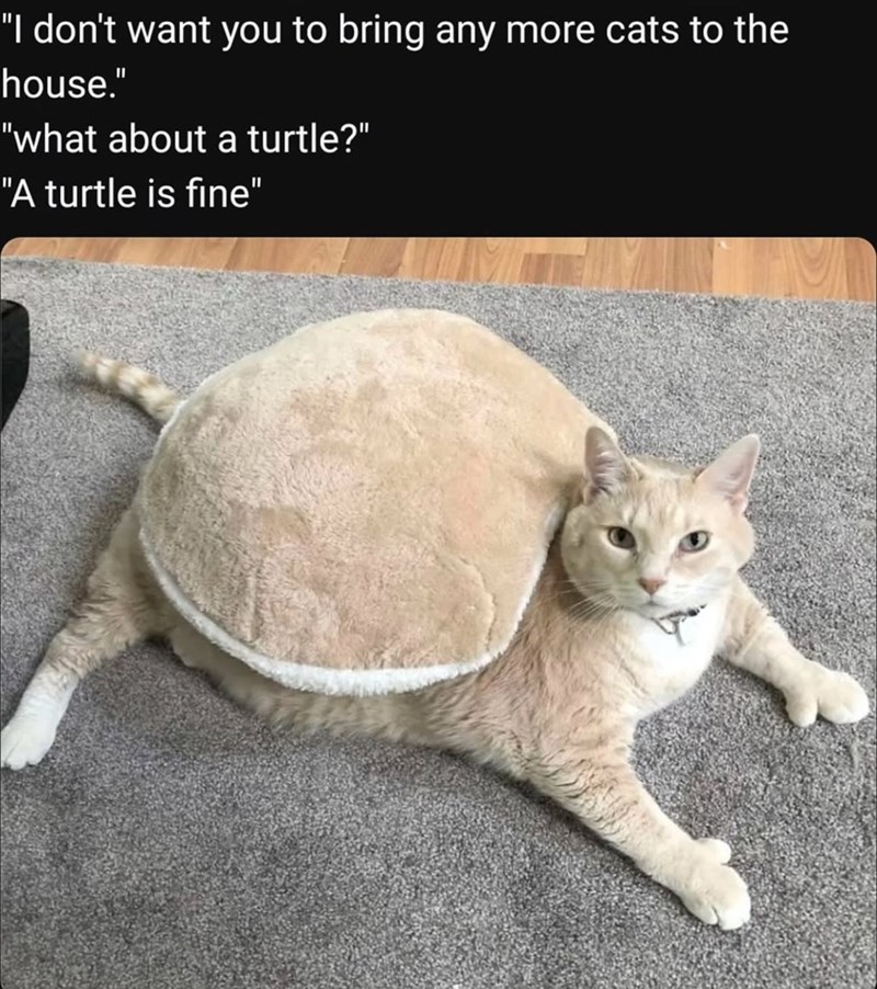 "I don't want you to bring any more cats to the house." "what about a turtle?" "A turtle is fine"