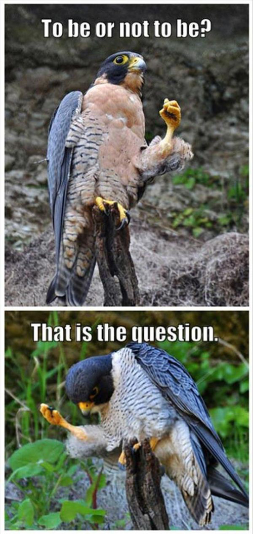 To be or not to be? That is the question.