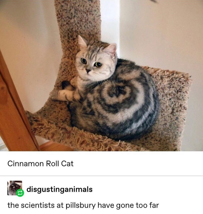 Cinnamon Roll Cat disgustinganimals the scientists at pillsbury have gone too far