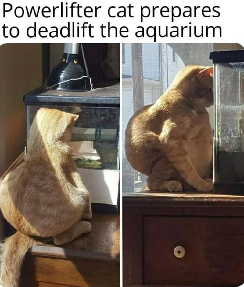 Powerlifter cat prepares to deadlift the aquarium