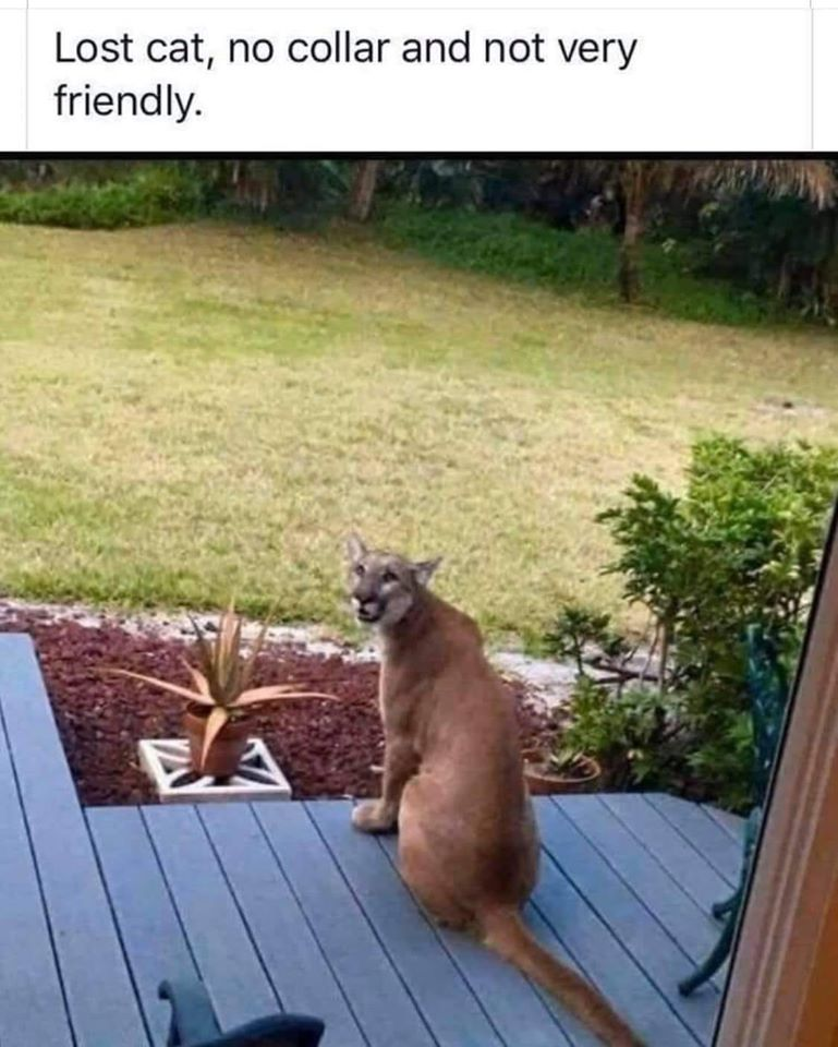Lost cat, no collar and not very friendly.