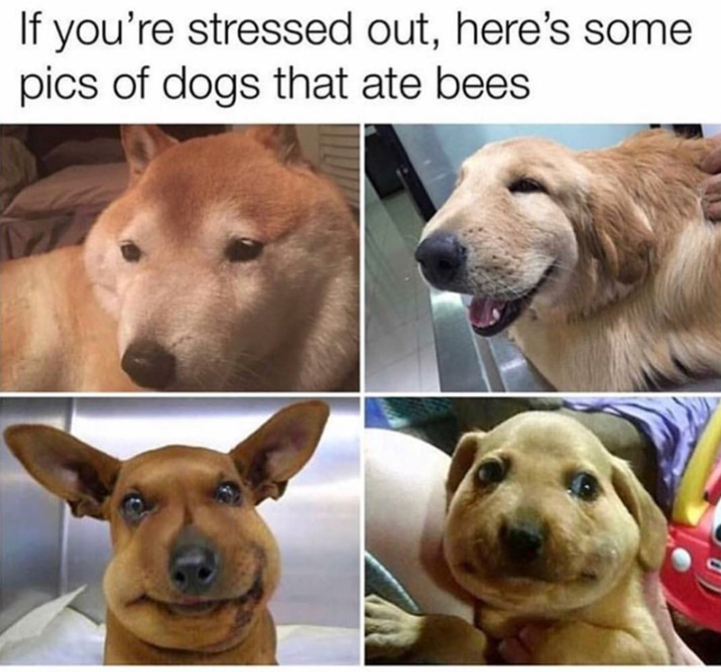 If you're stressed out, here's some pics of dogs that ate bees