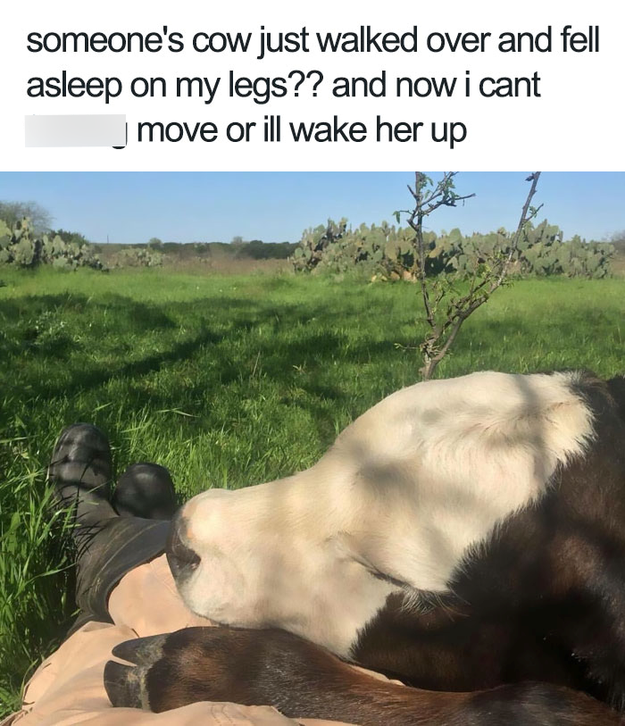 someone's cow just walked over and fell asleep on my legs?? and now i cant move or ill wake her up