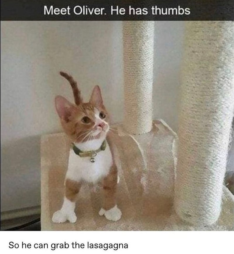 Meet Oliver. He has thumbs So he can grab the lasagagna