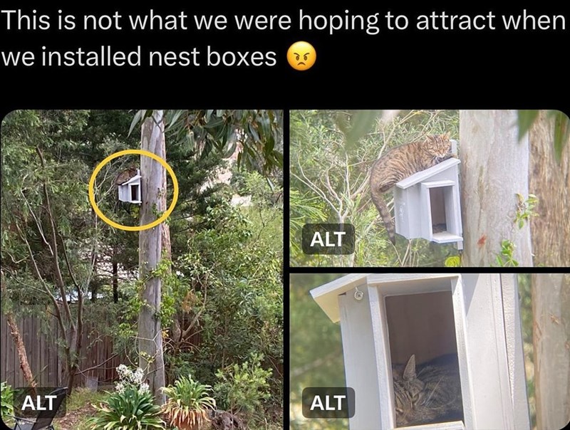 This is not what we were hoping to attract when we installed nest boxes 86 ALT ALT ALT
