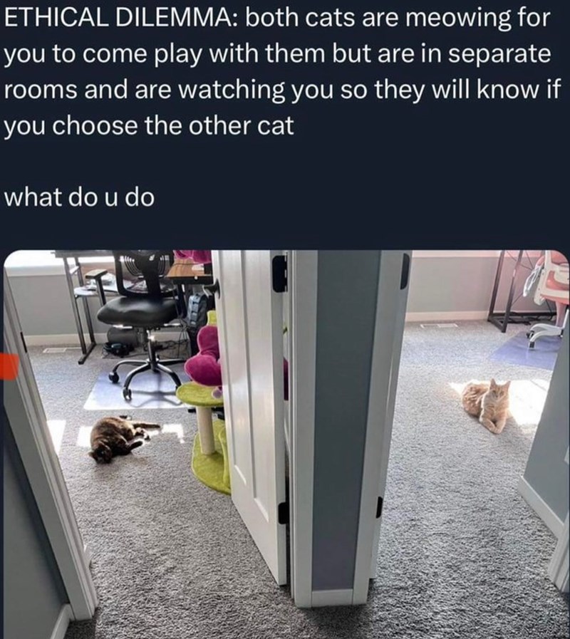ETHICAL DILEMMA: both cats are meowing for you to come play with them but are in separate rooms and are watching you so they will know if you choose the other cat what do u do