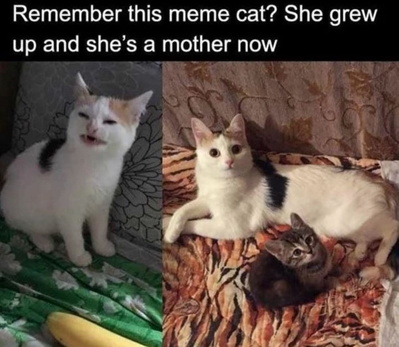 Remember this meme cat? She grew up and she's a mother now