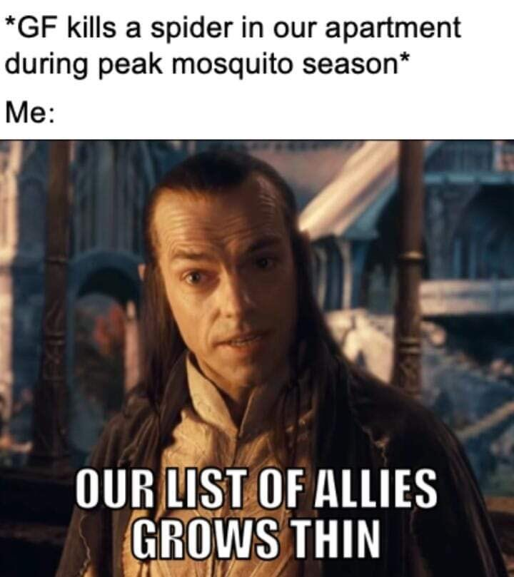 242 *GF kills a spider in our apartment during peak mosquito season* Me: OUR LIST OF ALLIES GROWS THIN