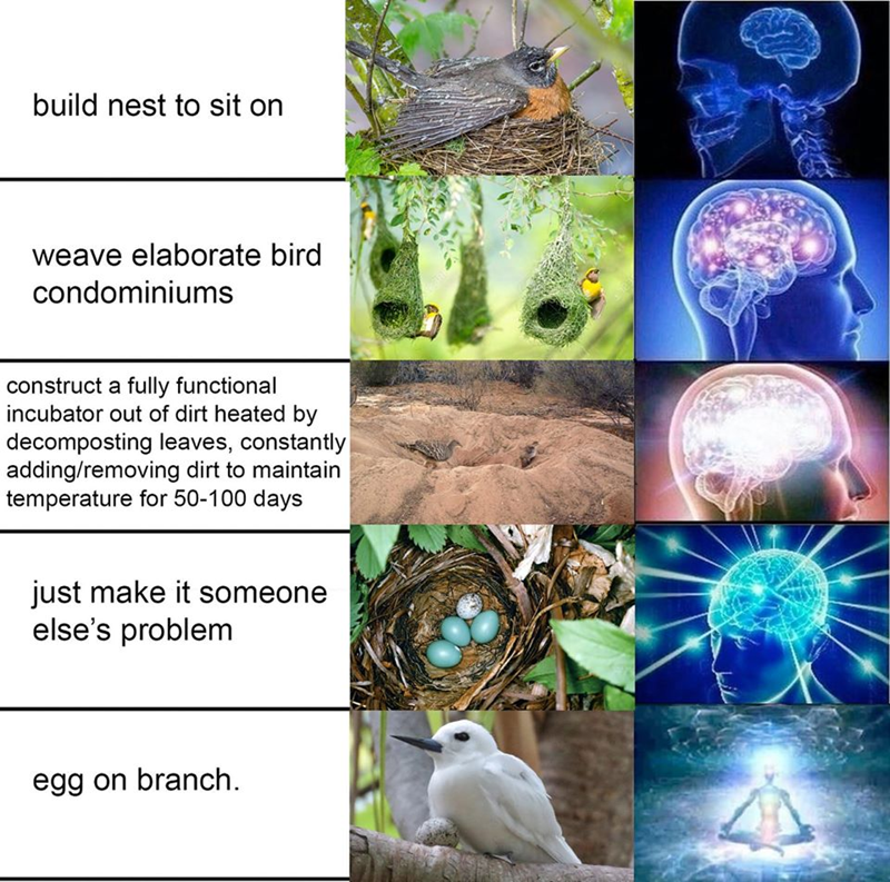 build nest to sit on weave elaborate bird condominiums construct a fully functional incubator out of dirt heated by decomposting leaves, constantly adding/removing dirt to maintain temperature for 50-100 days just make it someone else's problem egg on branch.