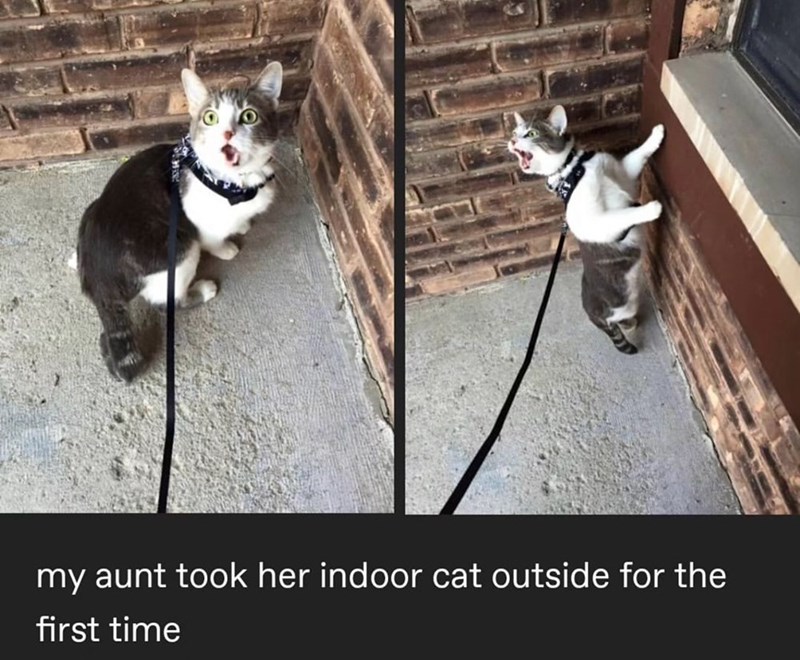my aunt took her indoor cat outside for the first time
