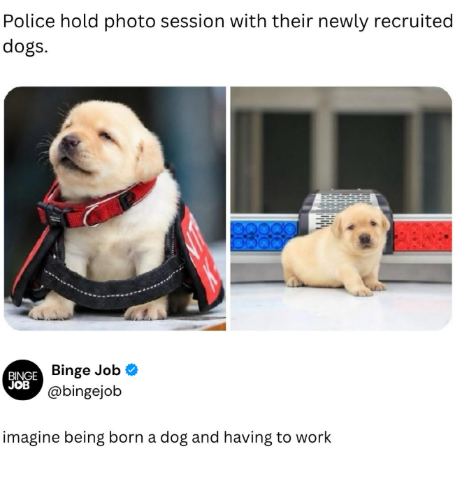 Police hold photo session with their newly recruited dogs. BINGE JOB Binge Job ✶ @bingejob imagine being born a dog and having to work