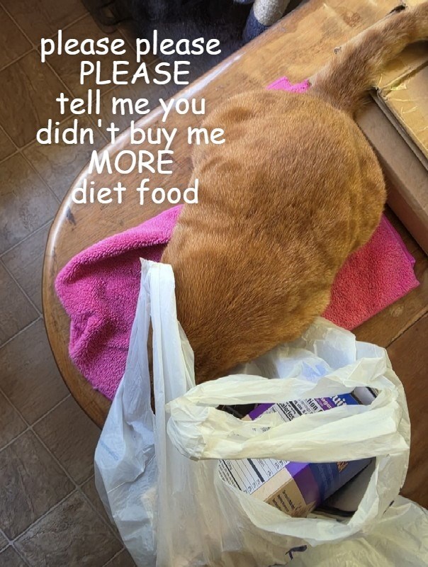 Cheezburger Image 10652907264