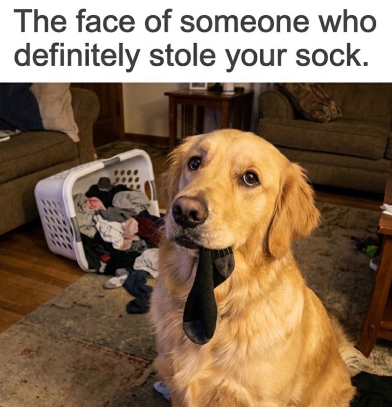 The face of someone who definitely stole your sock.
