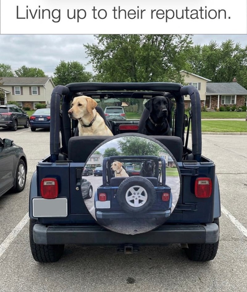 Living up to their reputation.