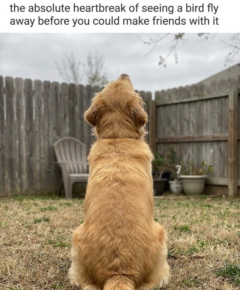 the absolute heartbreak of seeing a bird fly away before you could make friends with it