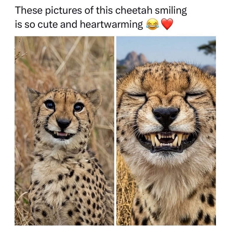 These pictures of this cheetah smiling is so cute and heartwarming