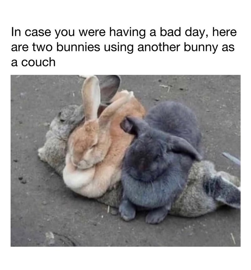 In case you were having a bad day, here are two bunnies using another bunny as a couch