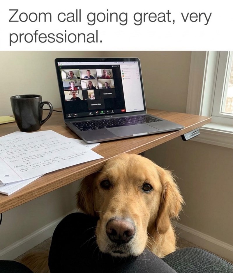 Zoom call going great, very professional.