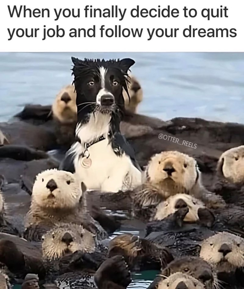 When you finally decide to quit your job and follow your dreams AOTTER_REELS