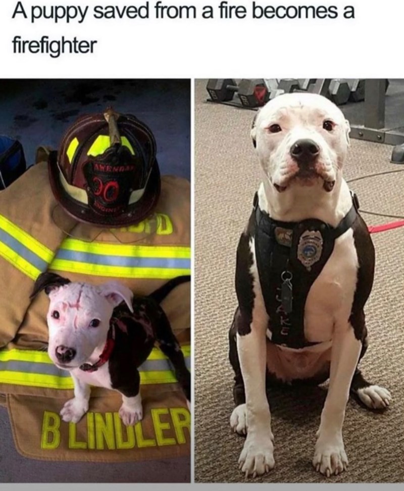 A puppy saved from a fire becomes a firefighter AWENDAY 20 BLINDLER