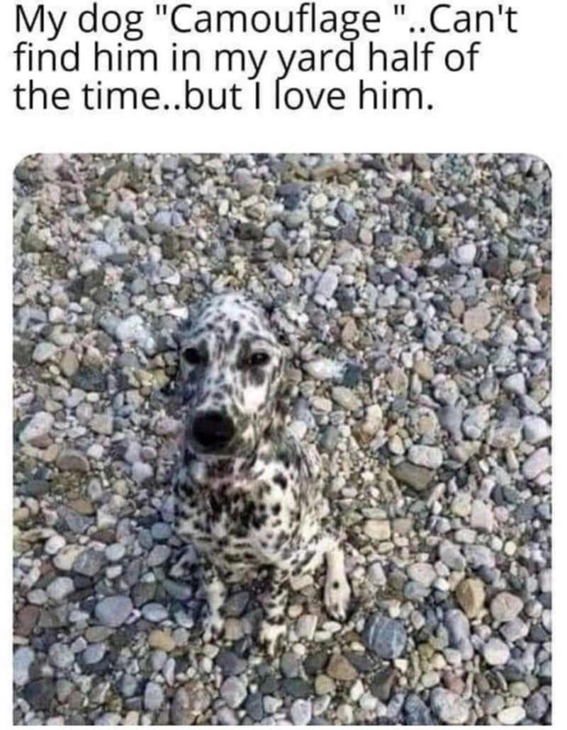 My dog "Camouflage "..Can't find him in my yard half of the time..but I love him.