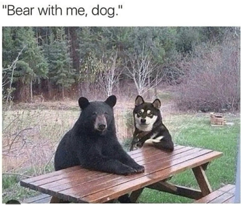 "Bear with me, dog."