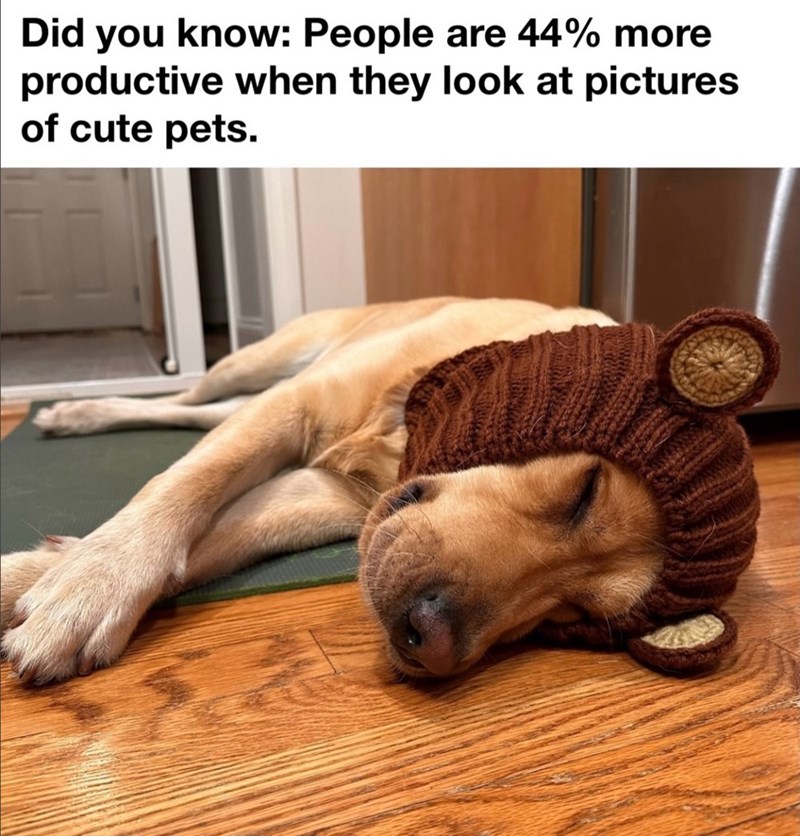 Did you know: People are 44% more productive when they look at pictures of cute pets.