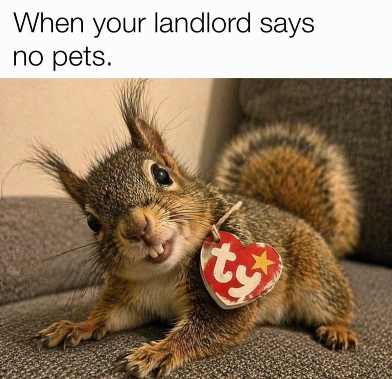 When your landlord says no pets. ty