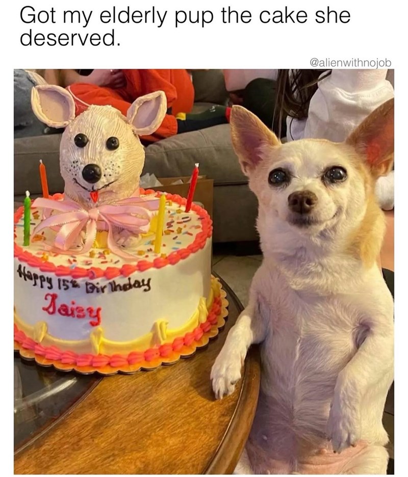 Got my elderly pup the cake she deserved. Happy 15 Birthday Jaisy @alienwithnojob