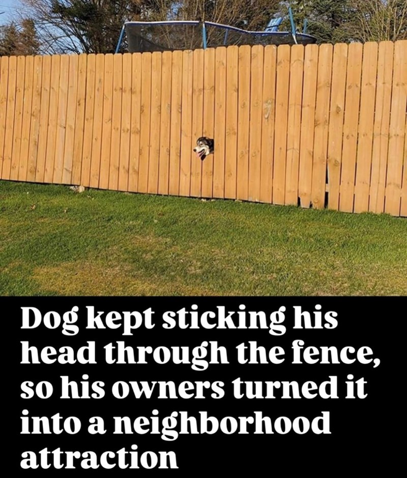 Dog kept sticking his head through the fence, so his owners turned it into a neighborhood attraction
