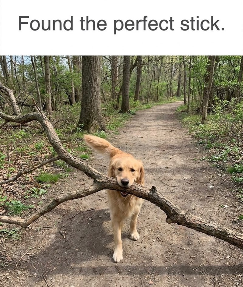Found the perfect stick.