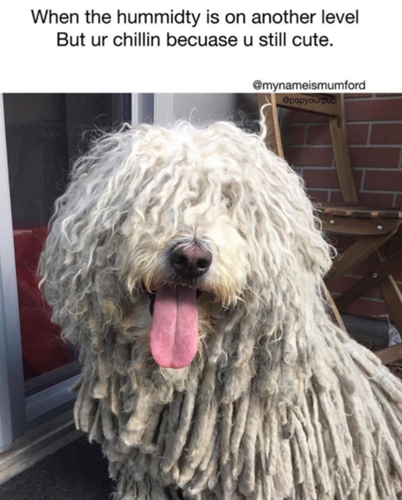When the hummidty is on another level But ur chillin becuase u still cute. @mynameismumford @popyourpup