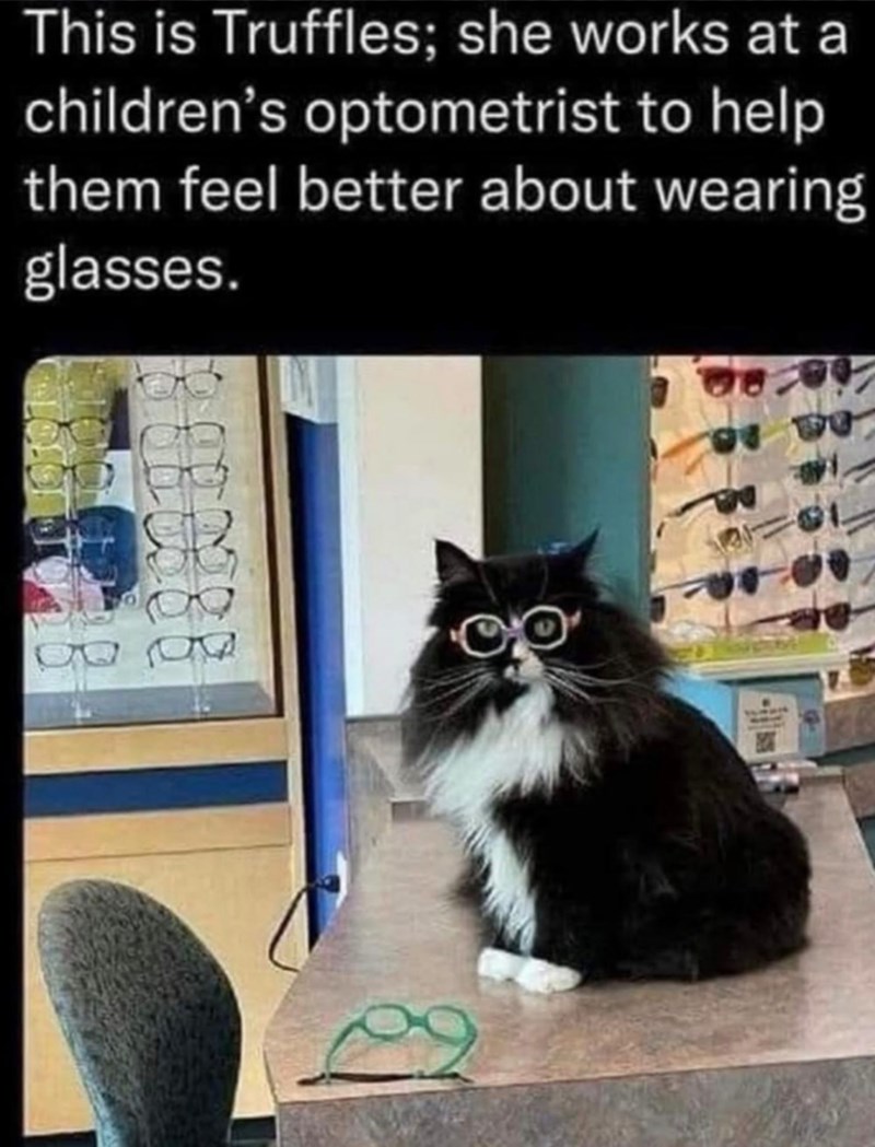 This is Truffles; she works at a children's optometrist to help them feel better about wearing glasses. 8 GB DE 8 B