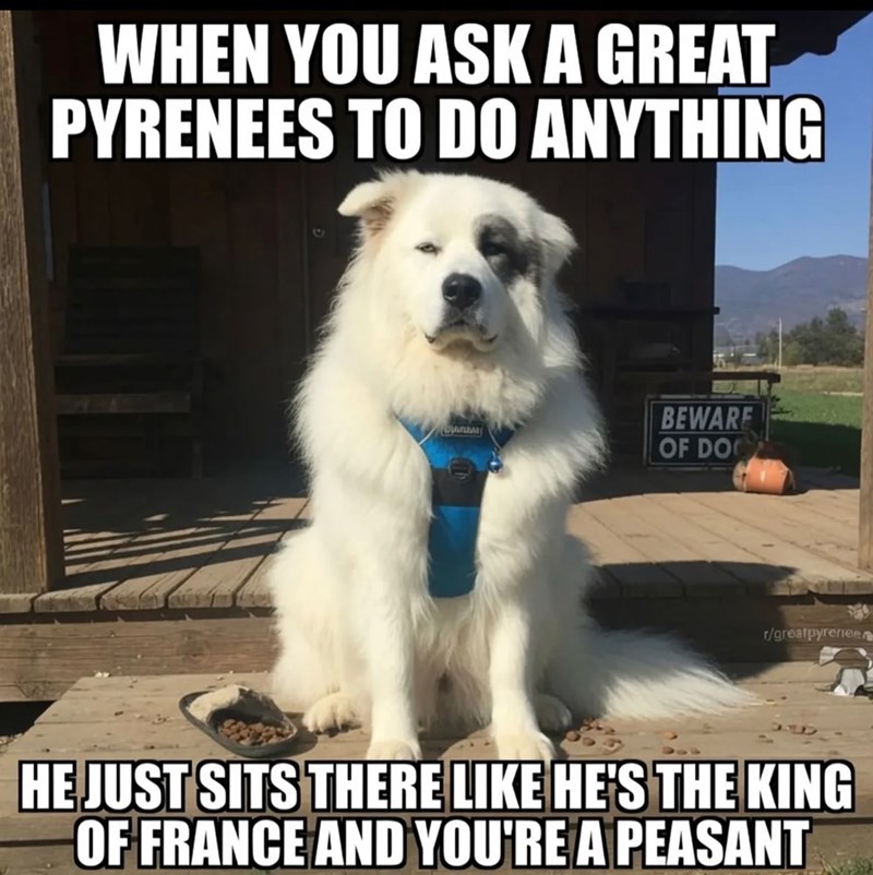 WHEN YOU ASK A GREAT PYRENEES TO DO ANYTHING Bansa BEWARE OF DOC r/greatpyrenee HE JUST SITS THERE LIKE HE'S THE KING OF FRANCE AND YOU'RE A PEASANT