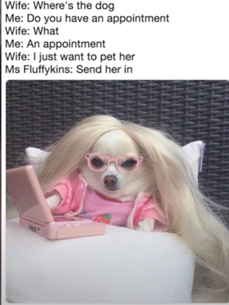 Wife: Where's the dog Me: Do you have an appointment Wife: What Me: An appointment Wife: I just want to pet her Ms Fluffykins: Send her in