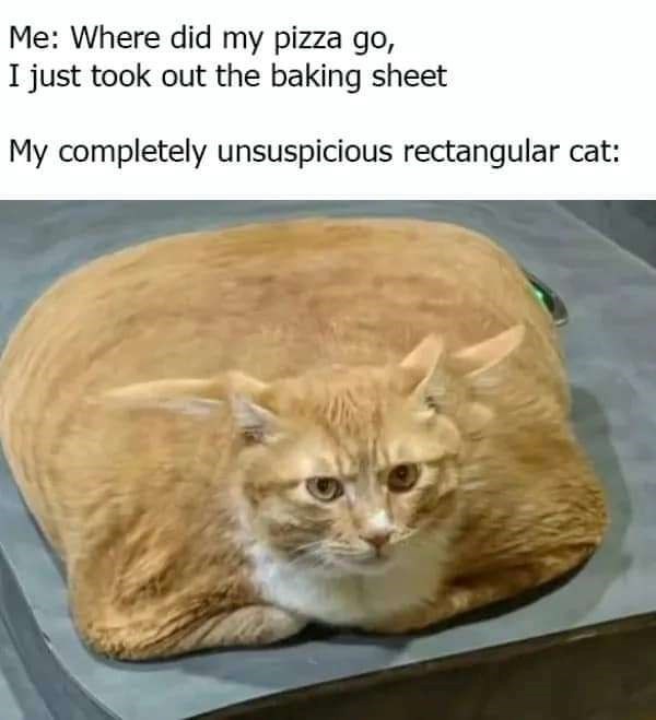 Me: Where did my pizza go, I just took out the baking sheet My completely unsuspicious rectangular cat: