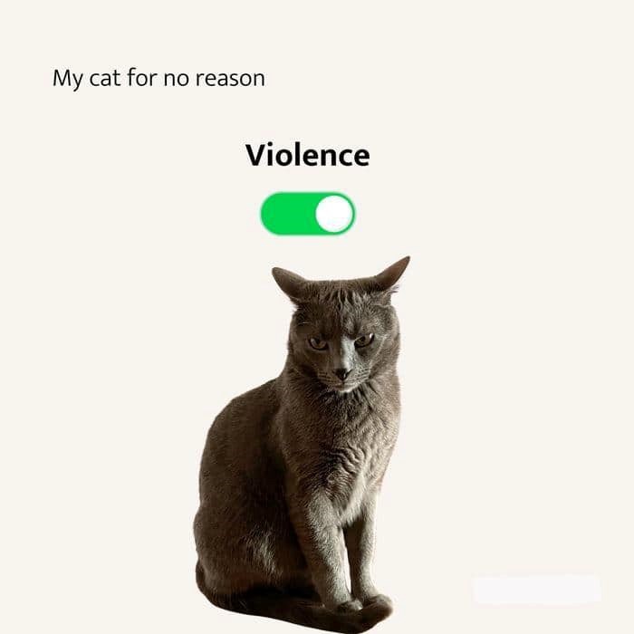 My cat for no reason Violence
