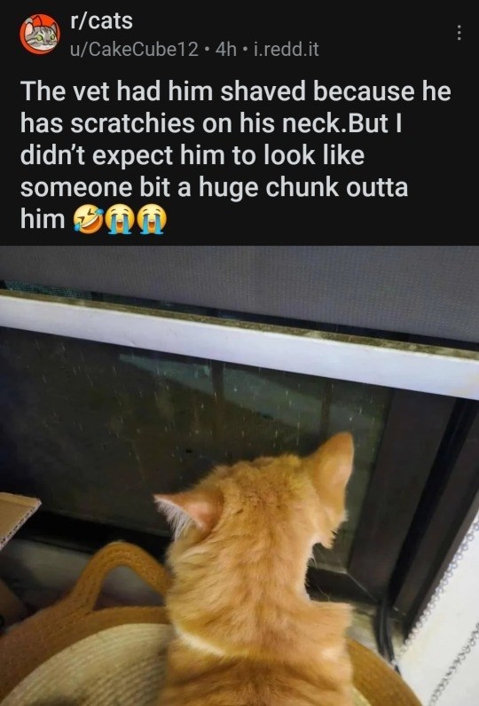 r/cats u/CakeCube12 4h ⚫ i.redd.it The vet had him shaved because he has scratchies on his neck. But I didn't expect him to look like someone bit a huge chunk outta him CO