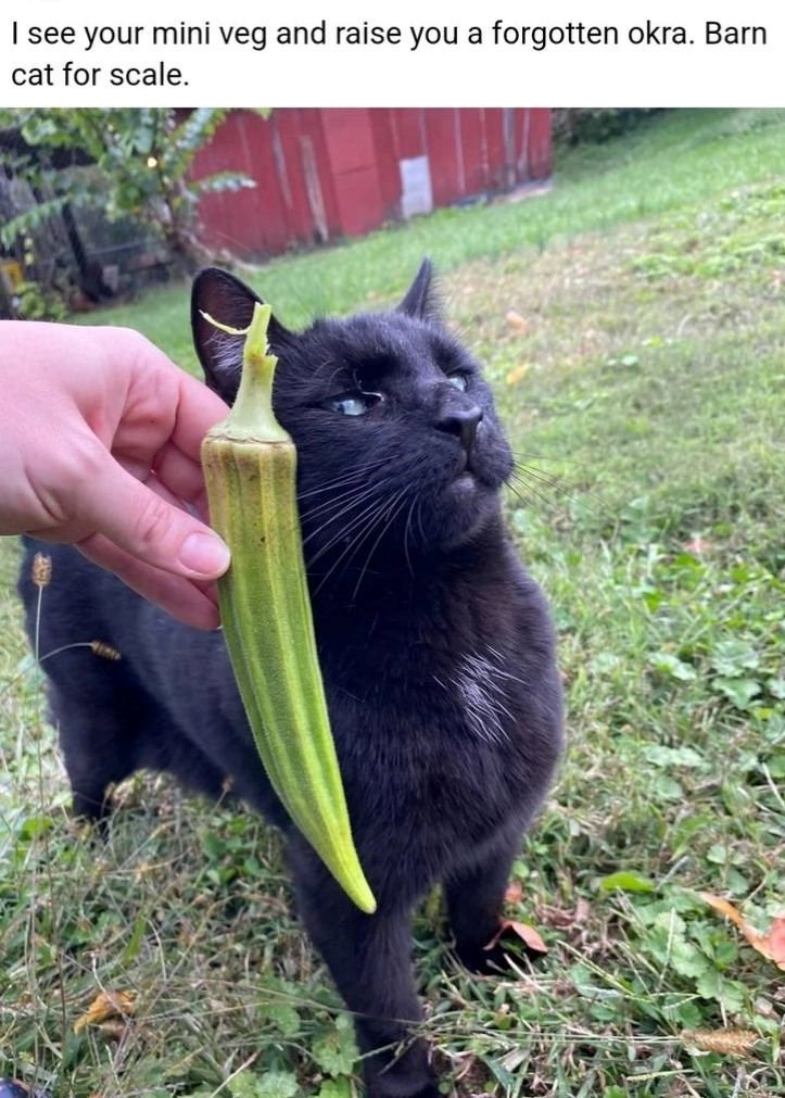 I see your mini veg and raise you a forgotten okra. Barn cat for scale.