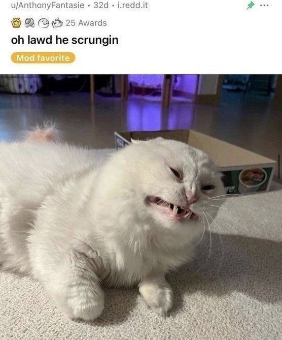 u/AnthonyFantasie 32d i.redd.it 25 Awards oh lawd he scrungin Mod favorite