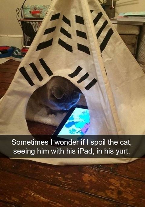 三 ות Sometimes I wonder if I spoil the cat, seeing him with his iPad, in his yurt.