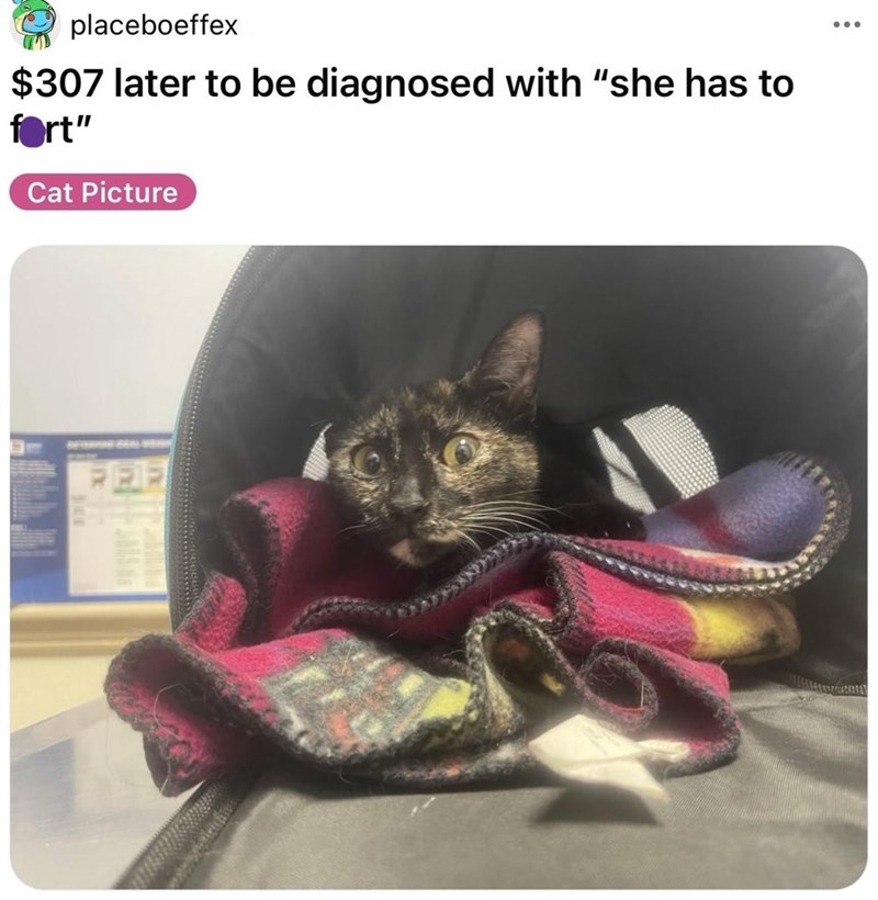 placeboeffex $307 later to be diagnosed with "she has to fort" Cat Picture