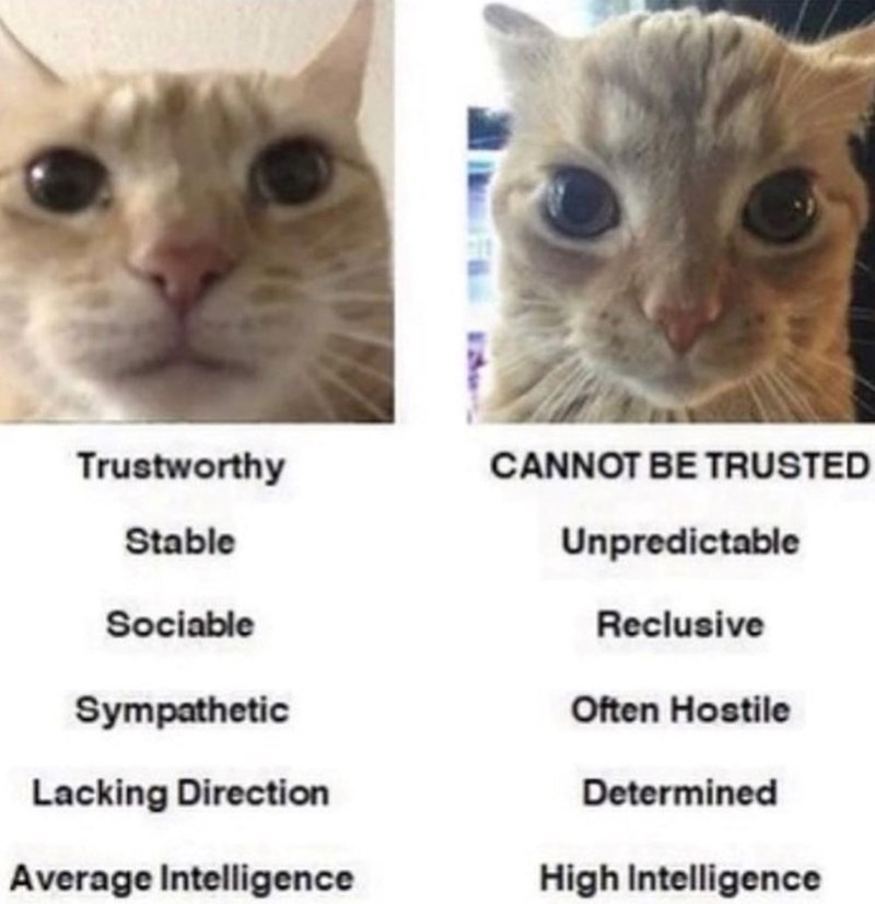 Trustworthy CANNOT BE TRUSTED Unpredictable Stable Sociable Sympathetic Lacking Direction Average Intelligence Reclusive Often Hostile Determined High Intelligence